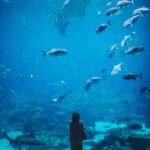 woman standing infront of aquarium with shoal of fish